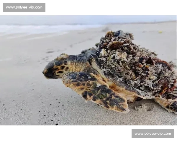 深海手术刀：螺旋桨藤壶的沉浸式清理实录